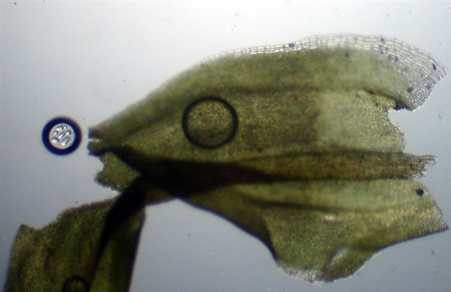 Bryophyta: dubbi sulla sospetta Pleurochaete squarrosa